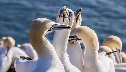 开云体育网址-那些我们熟悉的欧冠“绝杀场面”图片集，欧冠决赛爆冷