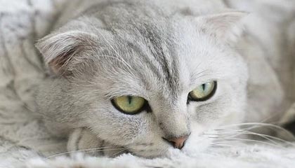 开云体育网址-那些我们熟悉的欧冠“绝杀场面”图片集，欧冠决赛爆冷